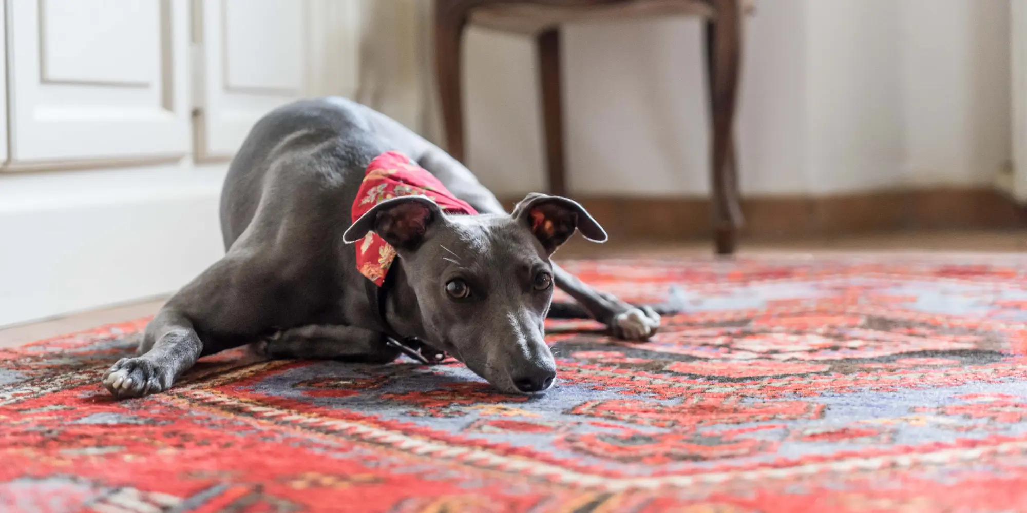 1 Pet Odor Removal in Vancouver, WA