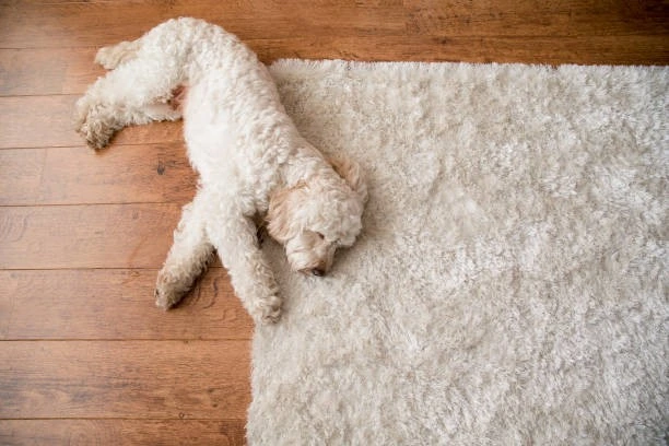 How often to clean area rugs How often should you clean your rugs